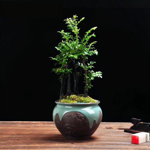 小叶紫檀盆景怎么养才会好看