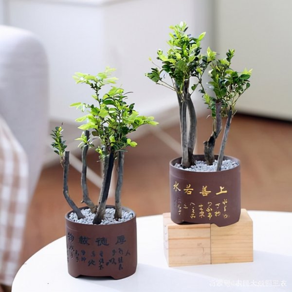 小叶紫檀盆景怎么养才会好看