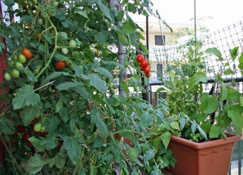 西红柿什么季节种植最好