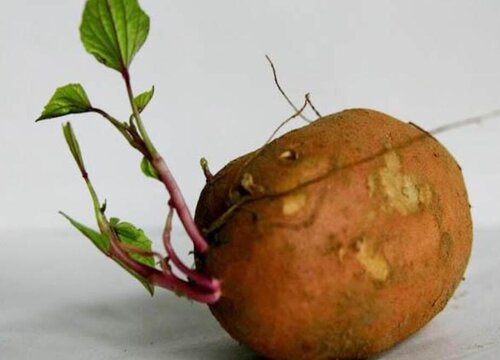 番薯发芽了可以吃吗