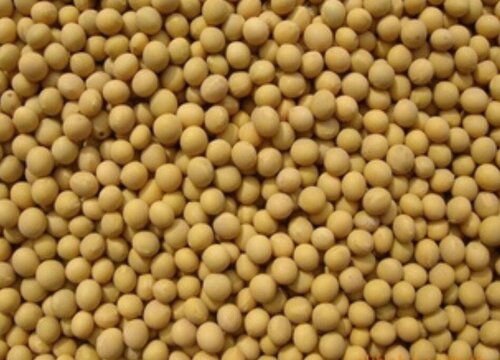 粮食有哪些种类