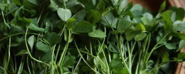 草头哪些人不宜吃