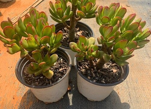 吸财树应该如何养殖