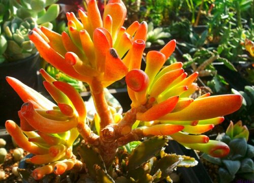 吸财树应该如何养殖