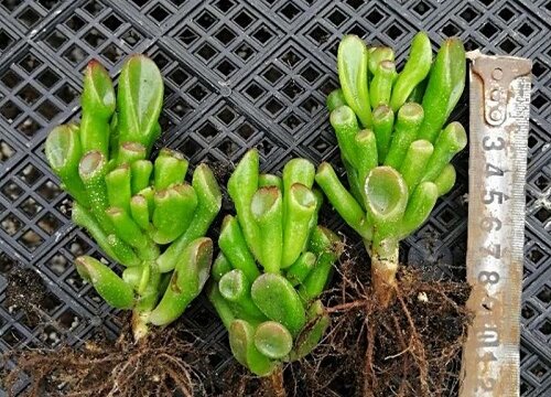 吸财树应该如何养殖