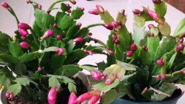 蟹爪兰长花苞时间