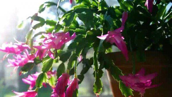 蟹爪兰长花苞时间