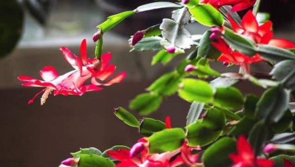 蟹爪兰长花苞时间