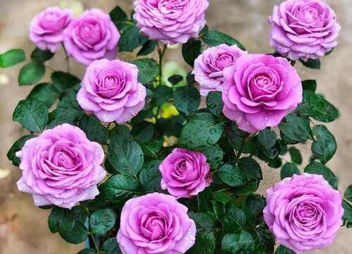 冬季适合养哪些花卉植物