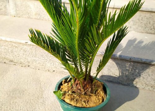 门前可以种铁树吗