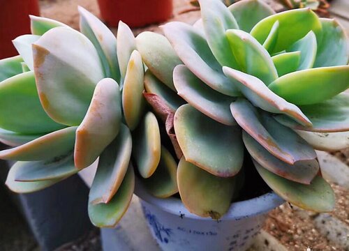 白凤多肉的养殖方法和注意事项