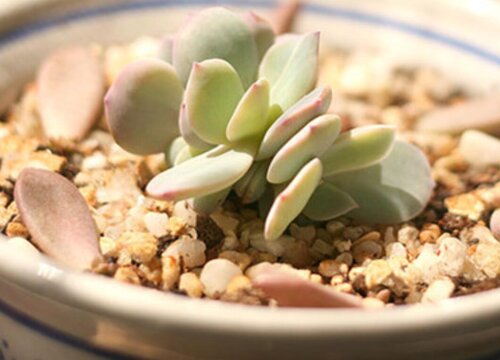 白凤多肉的养殖方法和注意事项