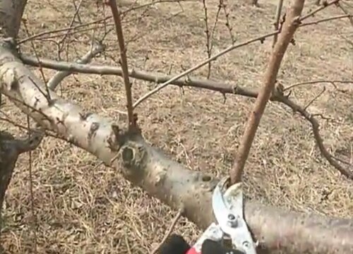 杏子树怎么剪枝