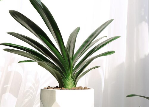 为什么你养的君子兰冬春不开花