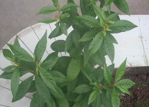 刀口药是什么植物类别