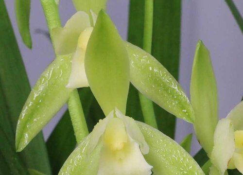 素心兰花怎么分盆容易成活