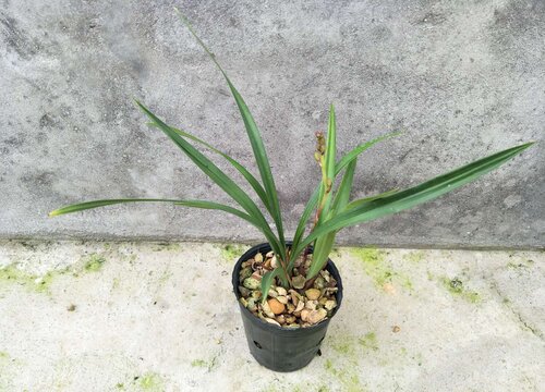 素心兰花怎么分盆容易成活