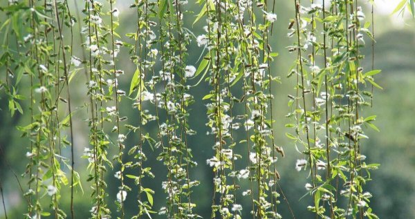 踏青的意思是什么