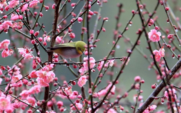 踏青的意思是什么