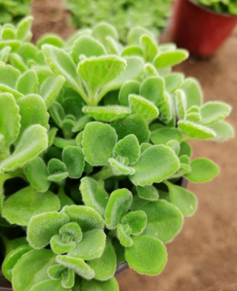 什么花草对净化空气好