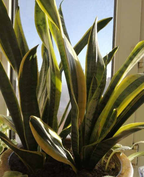 什么花草对净化空气好