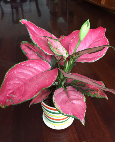 什么花草对净化空气好