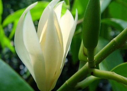 白兰什么时候开花