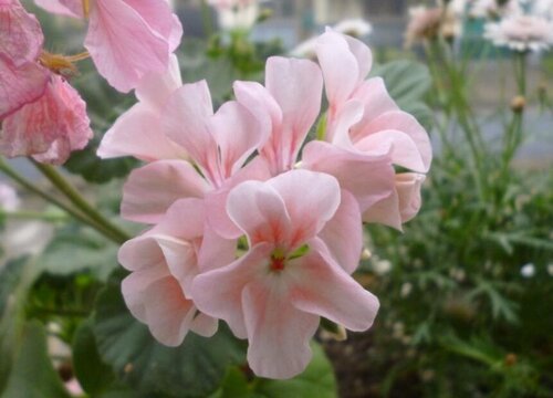 天竺葵容易黄叶的原因及养护方法