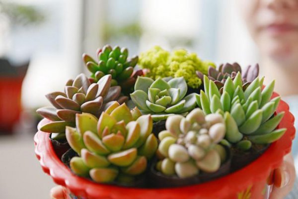 多肉植物怎么拼盘搭配技巧