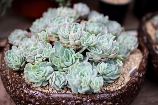 多肉植物怎么拼盘搭配技巧
