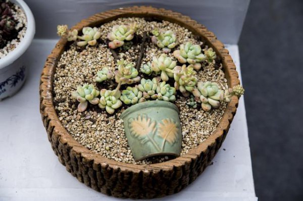多肉植物怎么拼盘搭配技巧