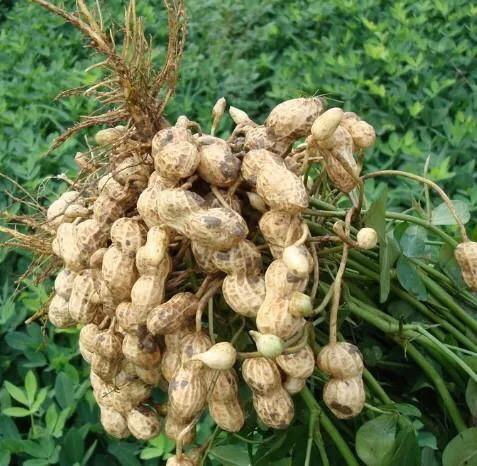 花生什么时候收获最好