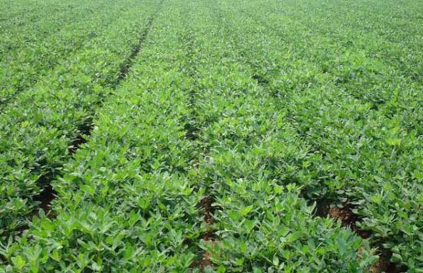 花生什么时候收获最好