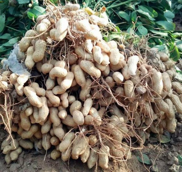 花生什么时候收获最好