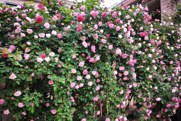 樱霞月季花阳台养的花期表现