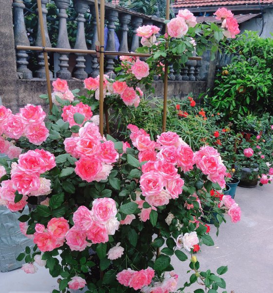 樱霞月季花阳台养的花期表现