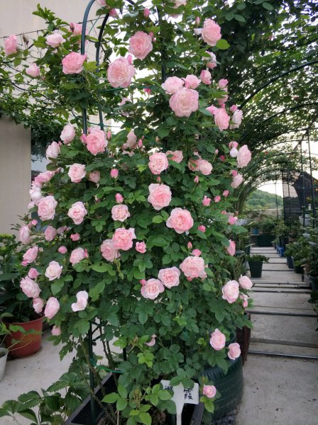 樱霞月季花阳台养的花期表现
