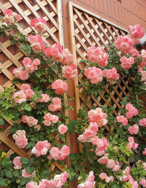 樱霞月季花阳台养的花期表现