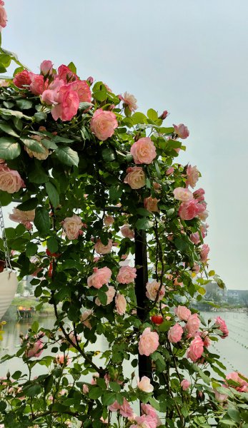 樱霞月季花阳台养的花期表现