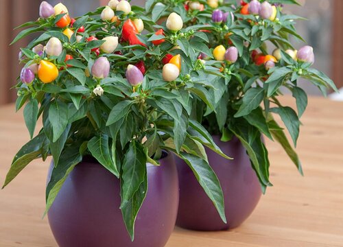 五彩椒一盆种几株合适