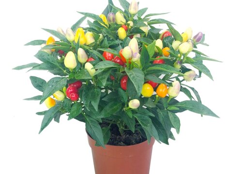 五彩椒一盆种几株合适