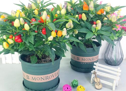 五彩椒一盆种几株合适