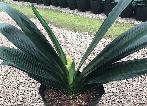 君子兰夹箭了怎么回事