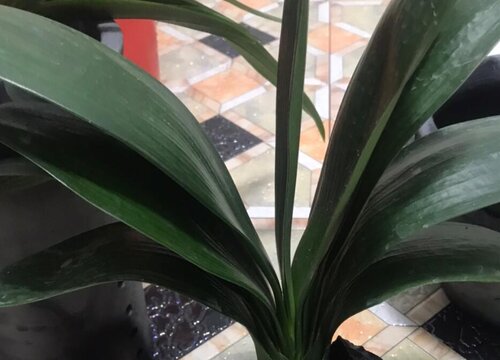 君子兰夹箭了怎么回事