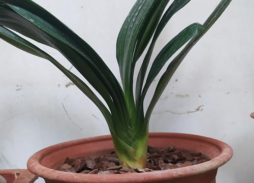 君子兰夹箭了怎么回事