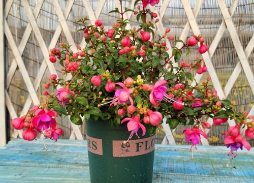 家里适合养灯笼花吗