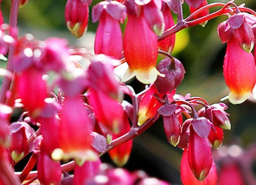 家里适合养灯笼花吗