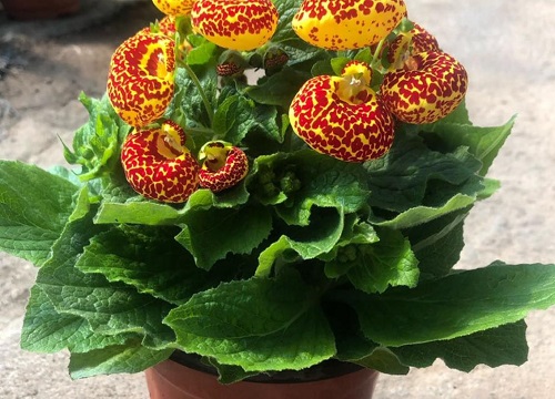 盆栽花什么时候换盆好