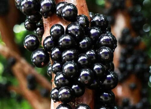 嘉宝果的功效与作用和禁忌