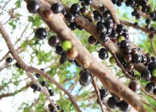 嘉宝果的功效与作用和禁忌